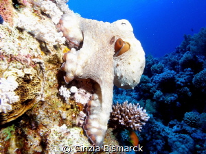 Got it!
Octopus #2
Octopus cyaenus by Cinzia Bismarck 